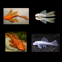 Ancistrus7