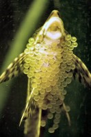 sturisoma_aureum6